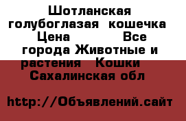 Шотланская голубоглазая  кошечка › Цена ­ 5 000 - Все города Животные и растения » Кошки   . Сахалинская обл.